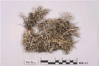 藏品(雪花衣屬)的圖片